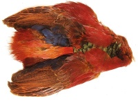 Golden Pheasant Body Skins Nat & Dyed